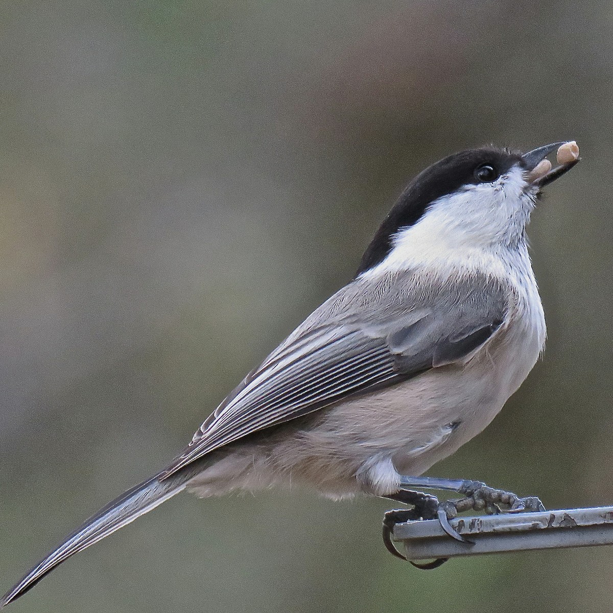 Willow Tit (Willow) - Erkki Lehtovirta