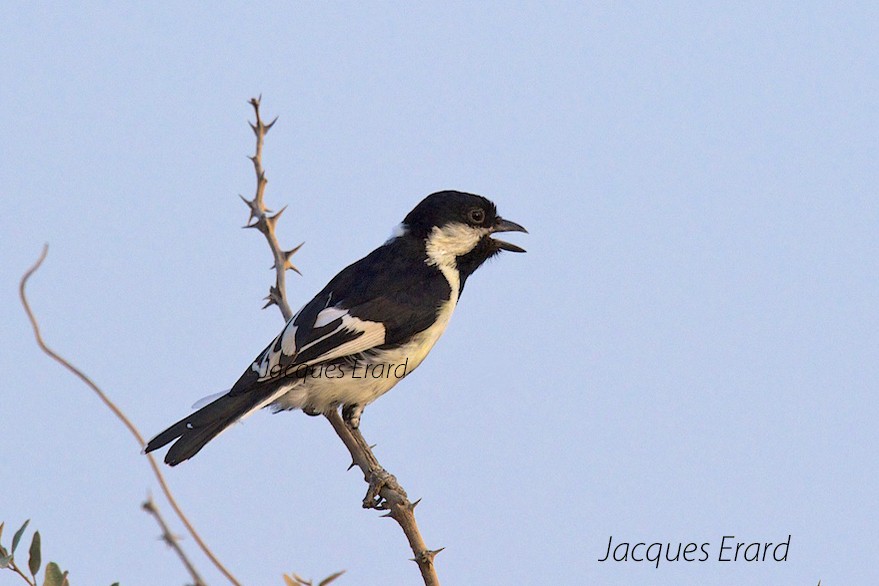 Mésange à ailes blanches - ML204508151