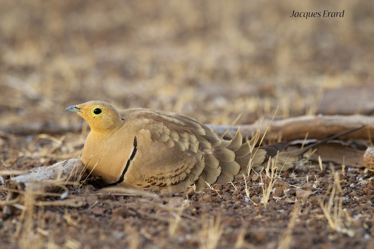 Chestnut-bellied Sandgrouse - ML204508171