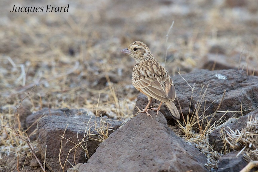 Indian Bushlark - ML204508181