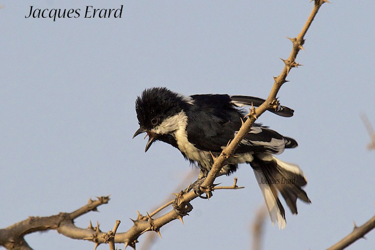 White-naped Tit - ML204508351