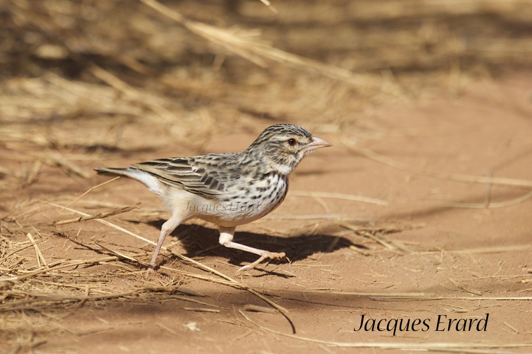 Madagascar Lark - ML204508491