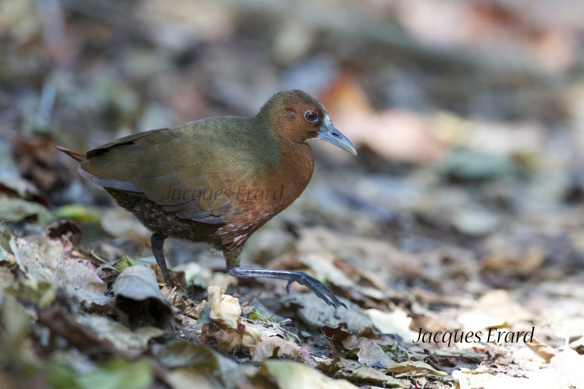 Tsingy Forest Rail - ML204508541