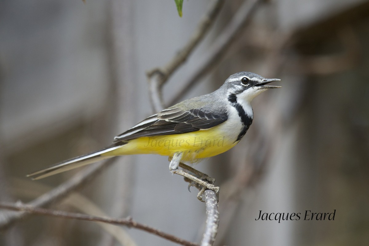 Madagascar Wagtail - ML204508601