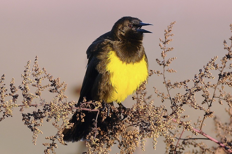 Brown-and-yellow Marshbird - ML204508731