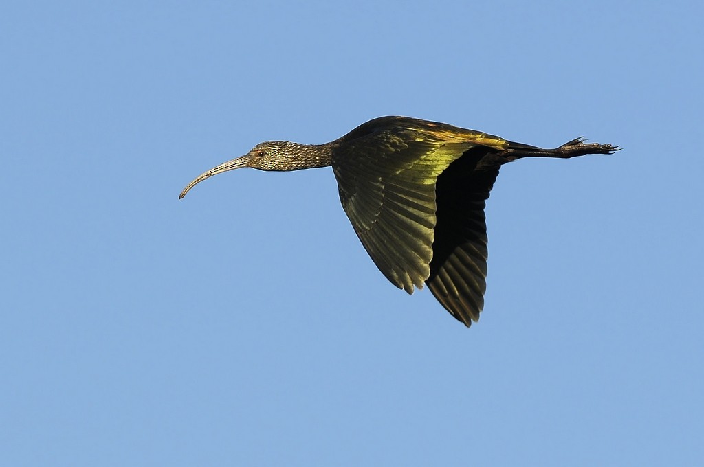 Ibis à face blanche - ML204508741