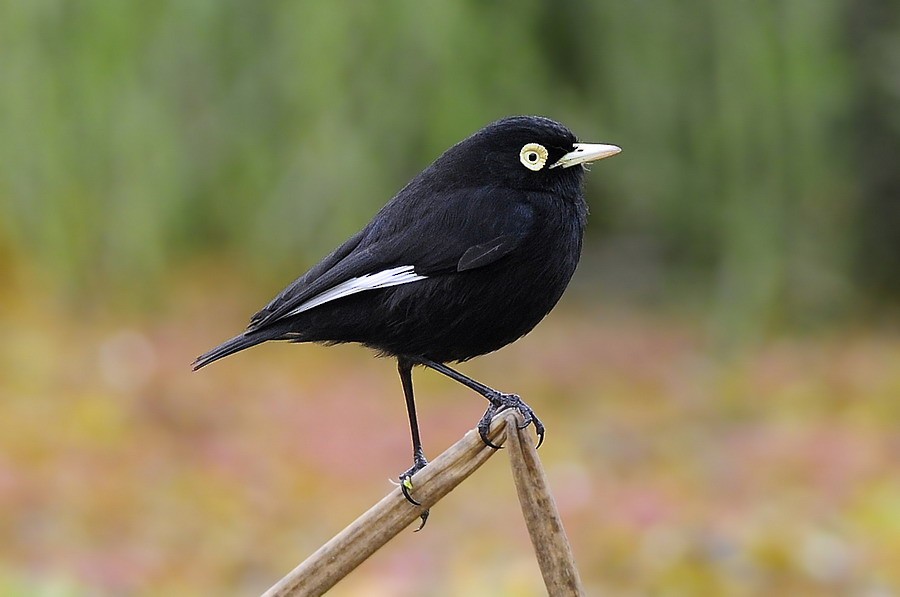 Spectacled Tyrant - Santiago Meligeni Lozano