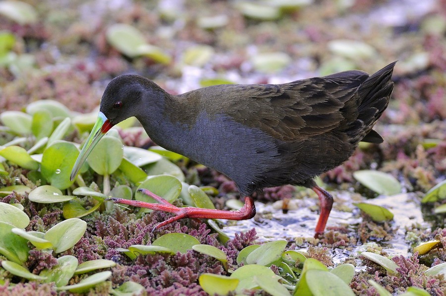 chřástal břidlicový - ML204508941