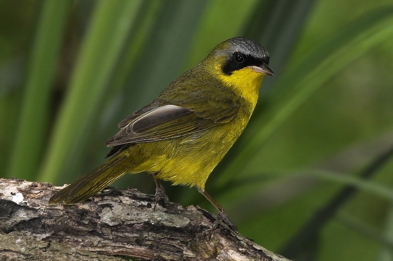 Southern Yellowthroat - ML204508971