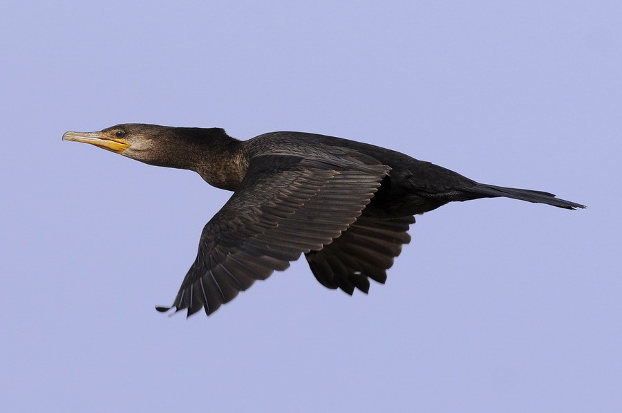 Neotropic Cormorant - Santiago Meligeni Lozano