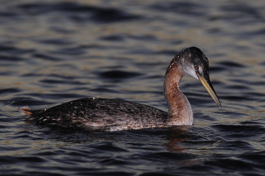 Great Grebe - Santiago Meligeni Lozano