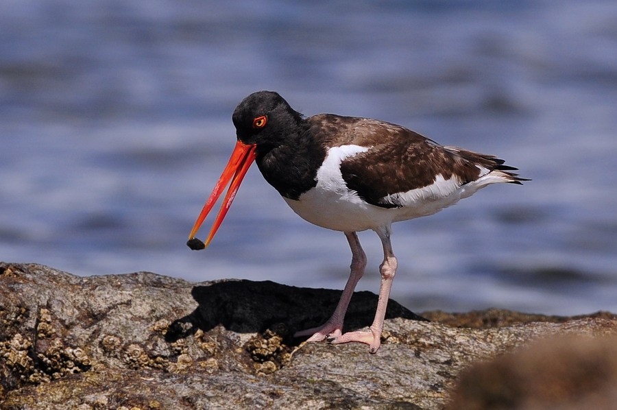 American Oystercatcher - ML204509041