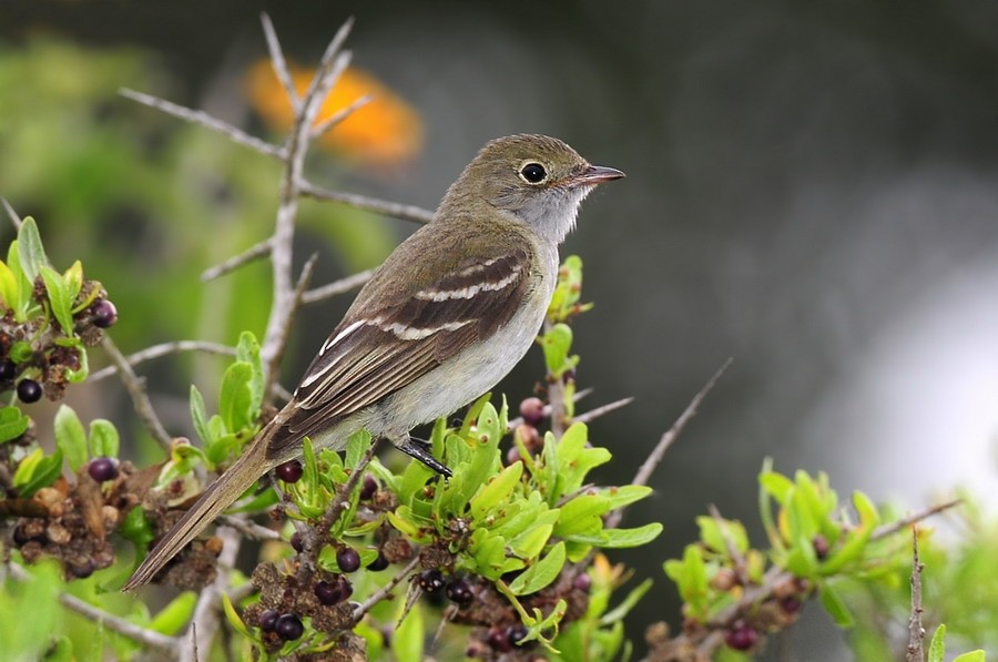 Small-billed Elaenia - ML204509051