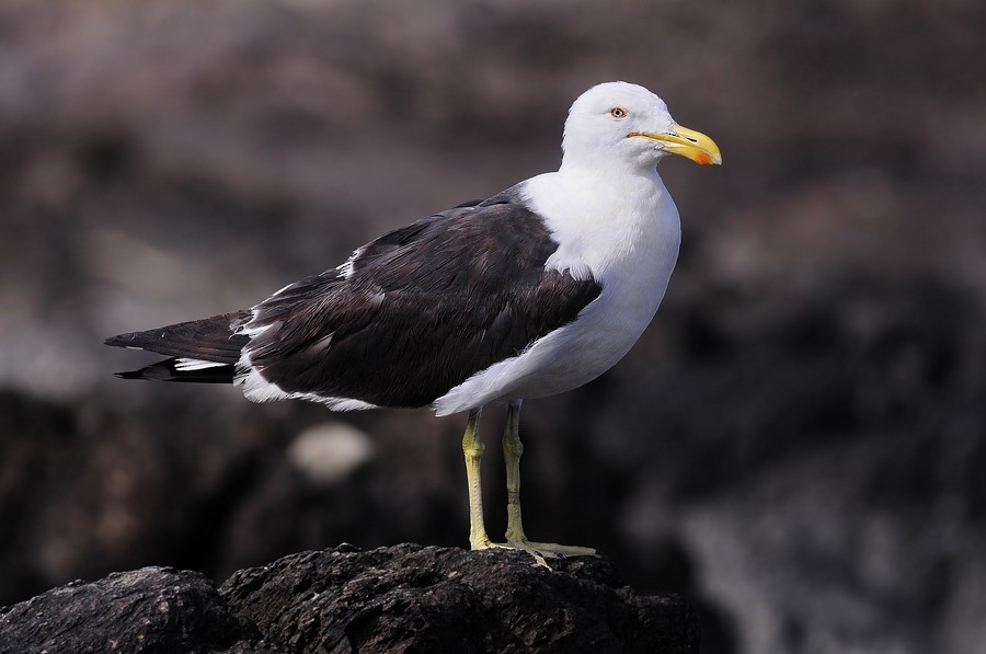 Kelp Gull - ML204509061