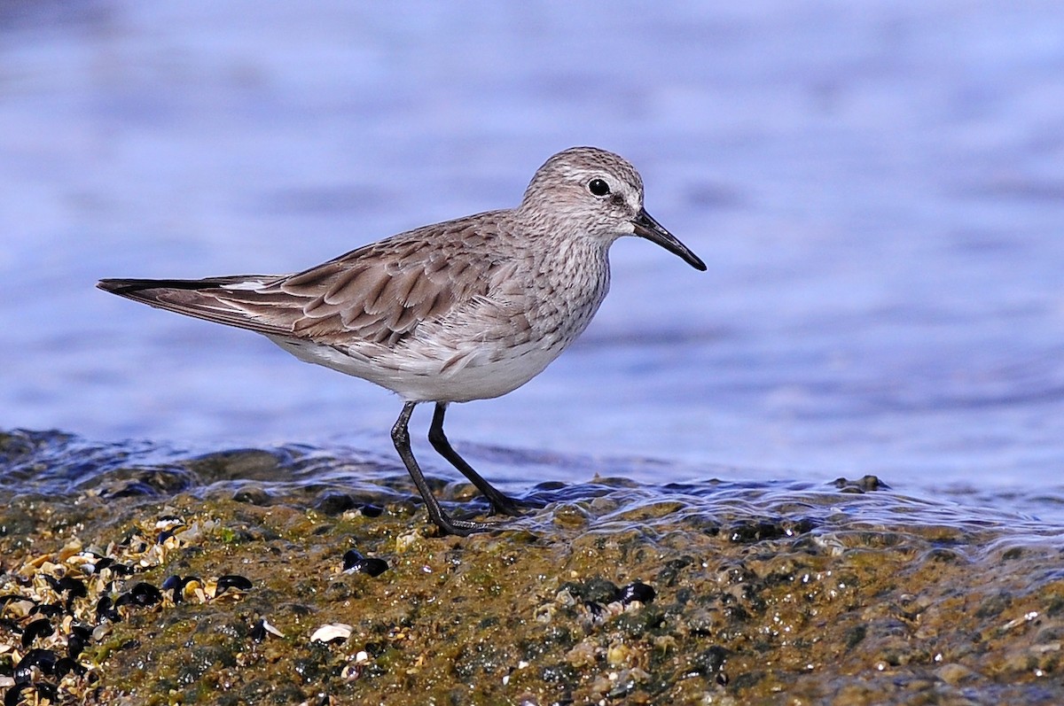 White-rumped Sandpiper - ML204509121