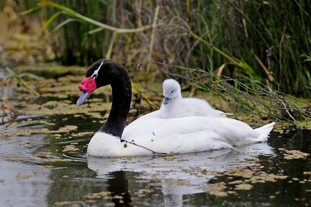 Black-necked Swan - ML204509221