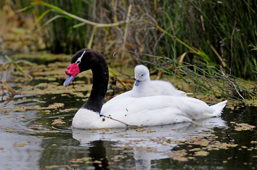 Cygne à cou noir - ML204509221