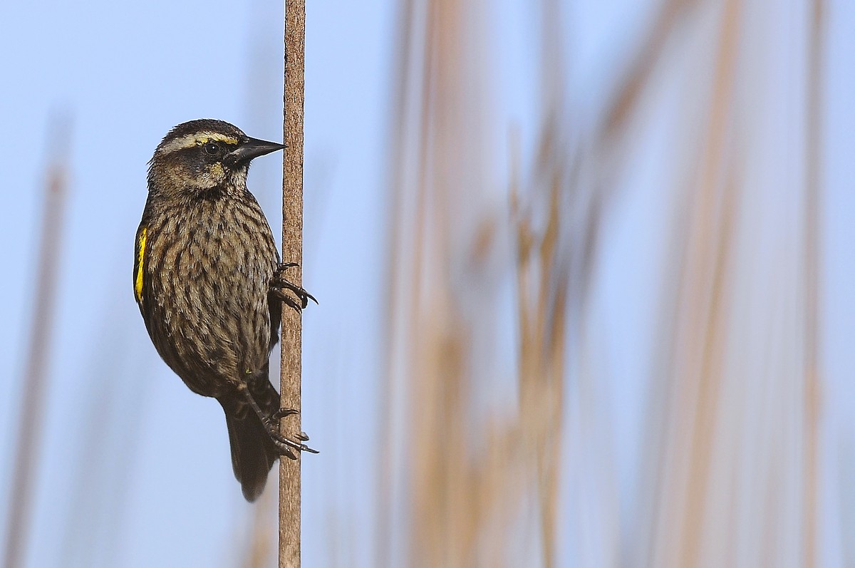 Yellow-winged Blackbird - ML204509231