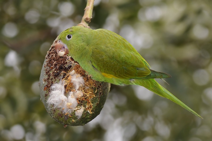 tirika jižní - ML204509281