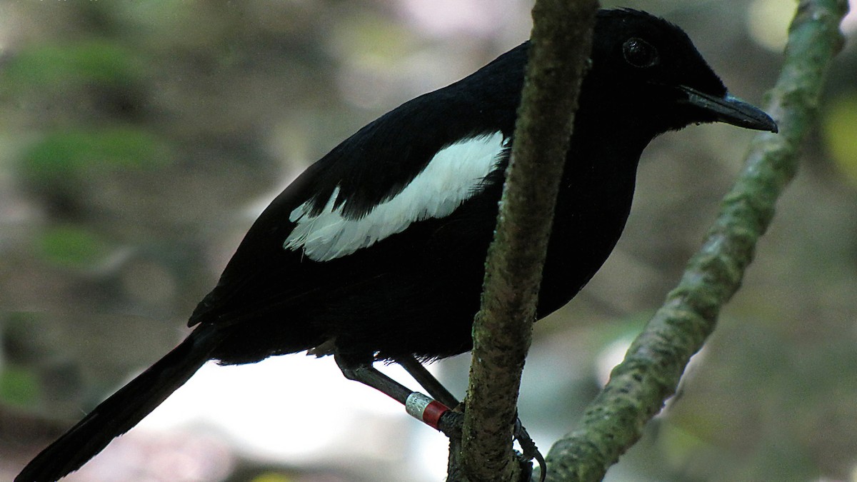 Seychelles Magpie-Robin - ML204509651