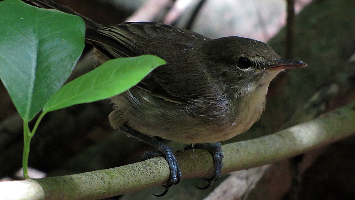 Seychelles Warbler - Erkki Lehtovirta