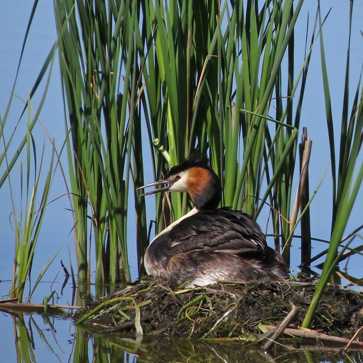 Great Crested Grebe - ML204509711