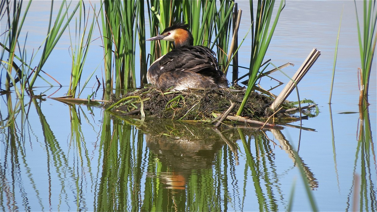 Great Crested Grebe - Erkki Lehtovirta