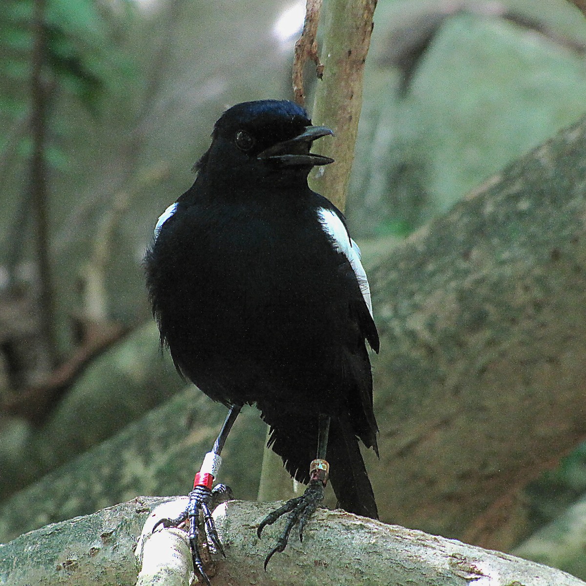 Seychelles Magpie-Robin - ML204509811