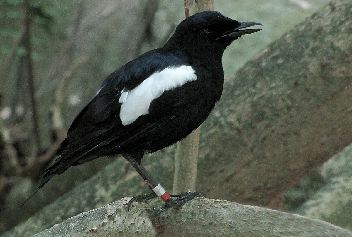 Seychelles Magpie-Robin - ML204509821