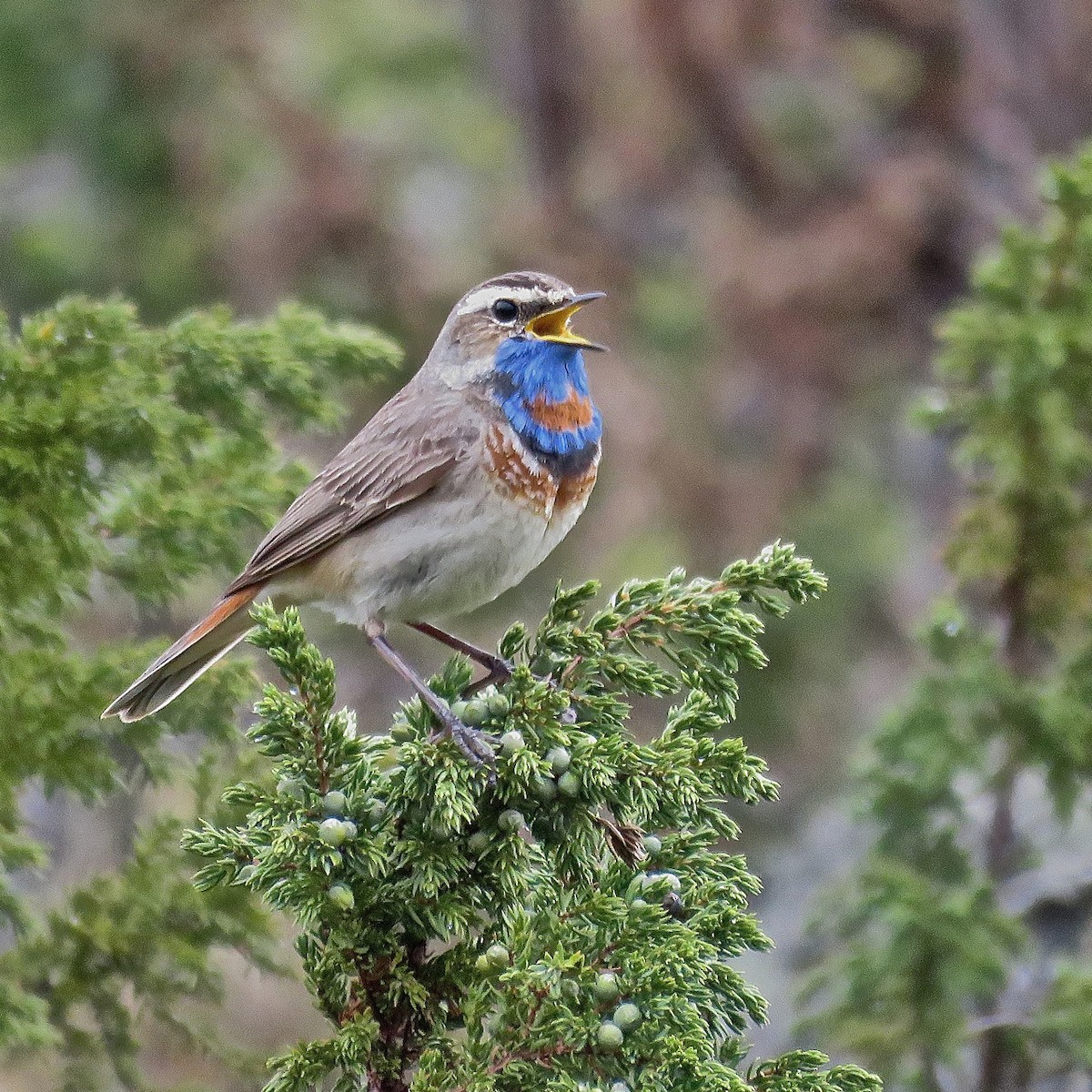 Bluethroat (Red-spotted) - ML204509871