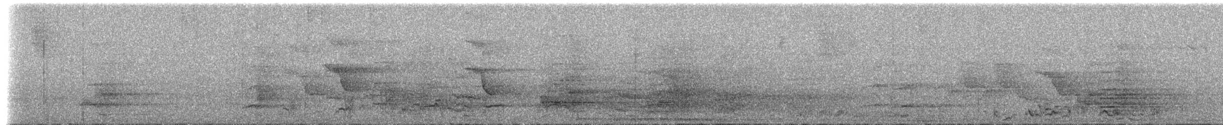 Black-billed/Yellow-billed Amazon - ML204510