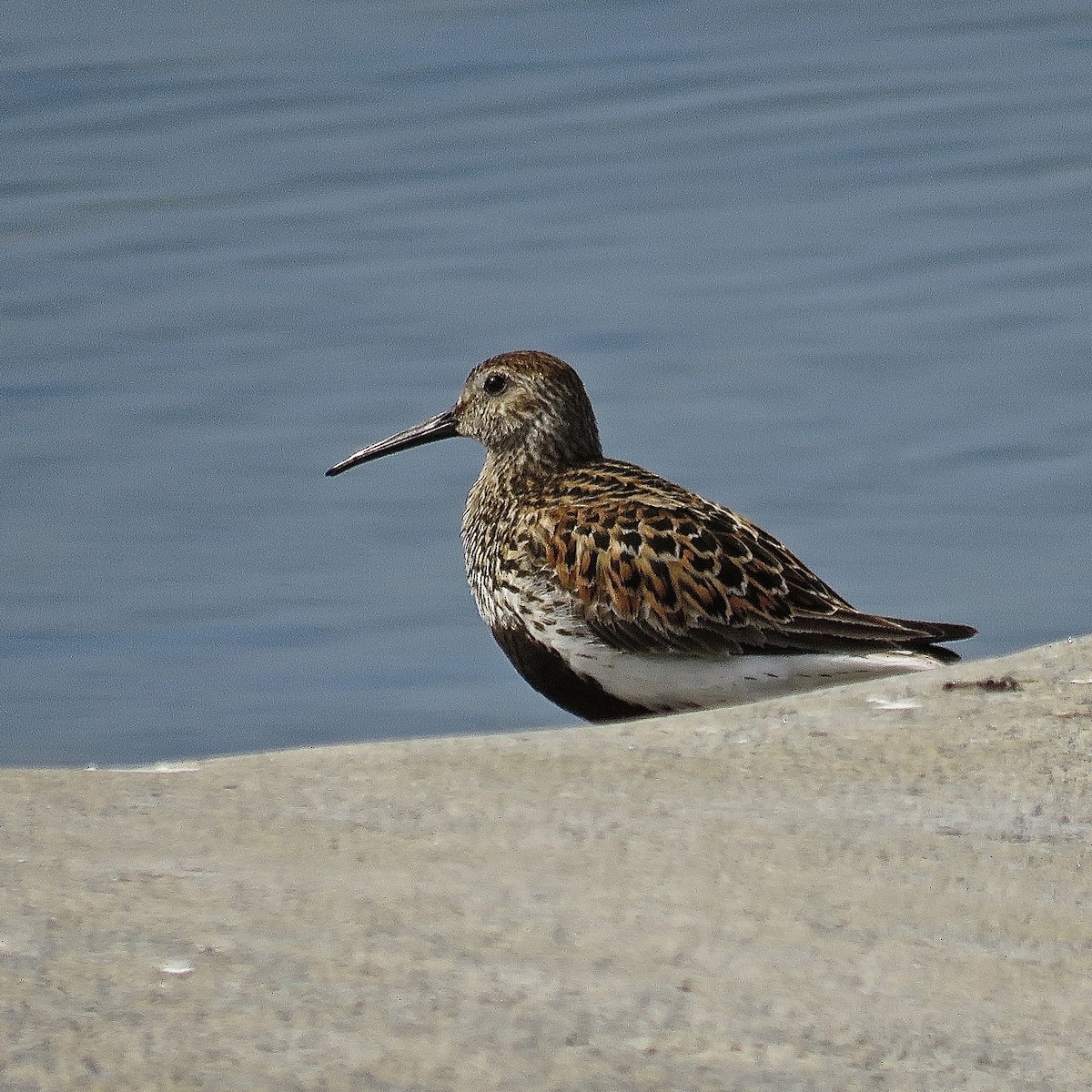 Dunlin - Erkki Lehtovirta