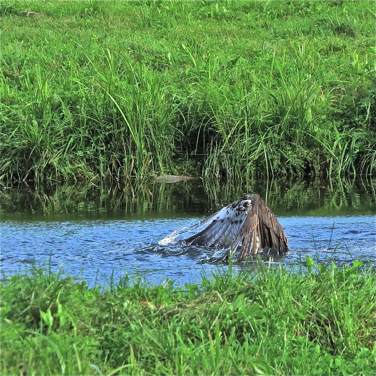 Balbuzard pêcheur (haliaetus) - ML204510121