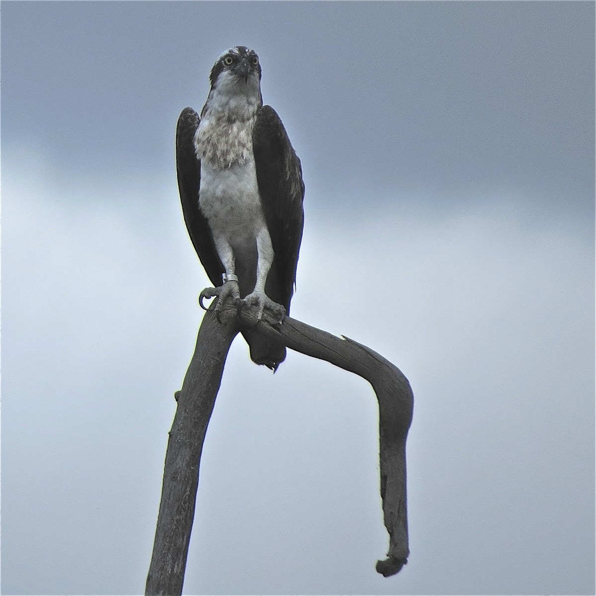 Águila Pescadora (haliaetus) - ML204510131