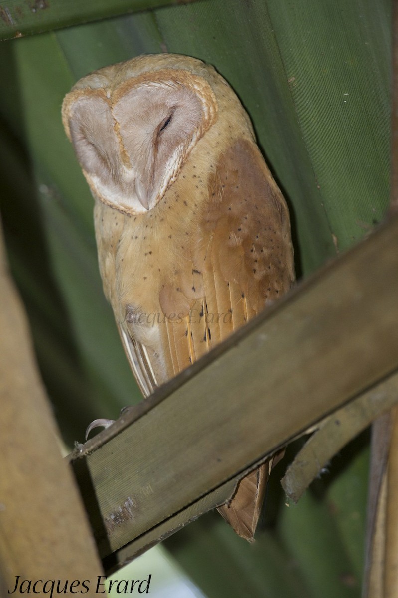 Red Owl - Jacques Erard