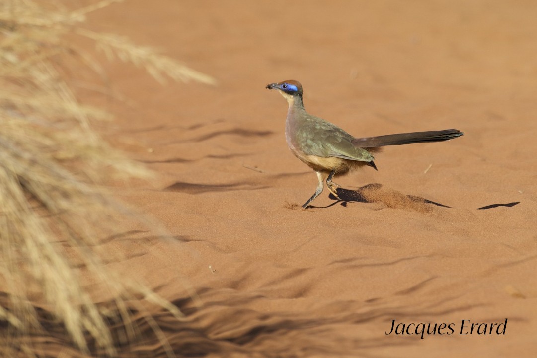 Red-capped Coua (Red-capped) - Jacques Erard