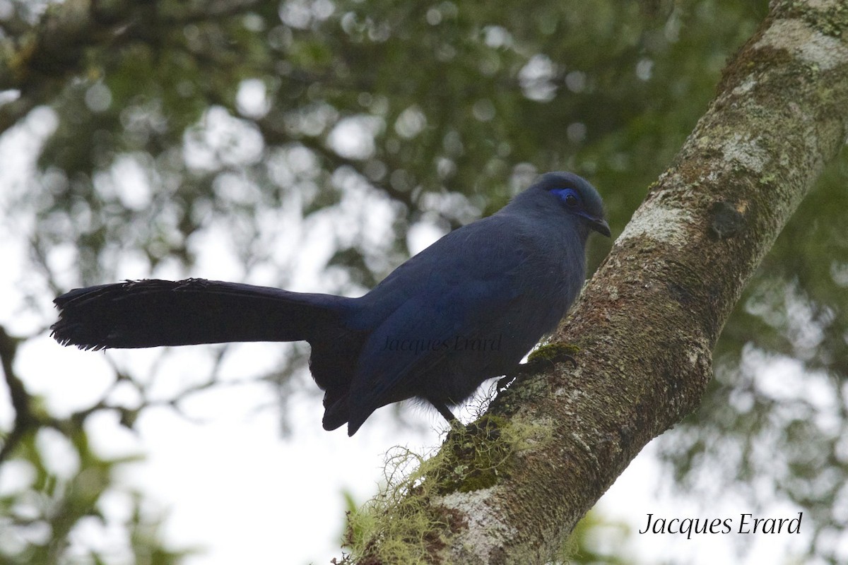 Blue Coua - ML204510291