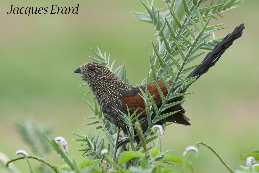 Malagasy Coucal - Jacques Erard