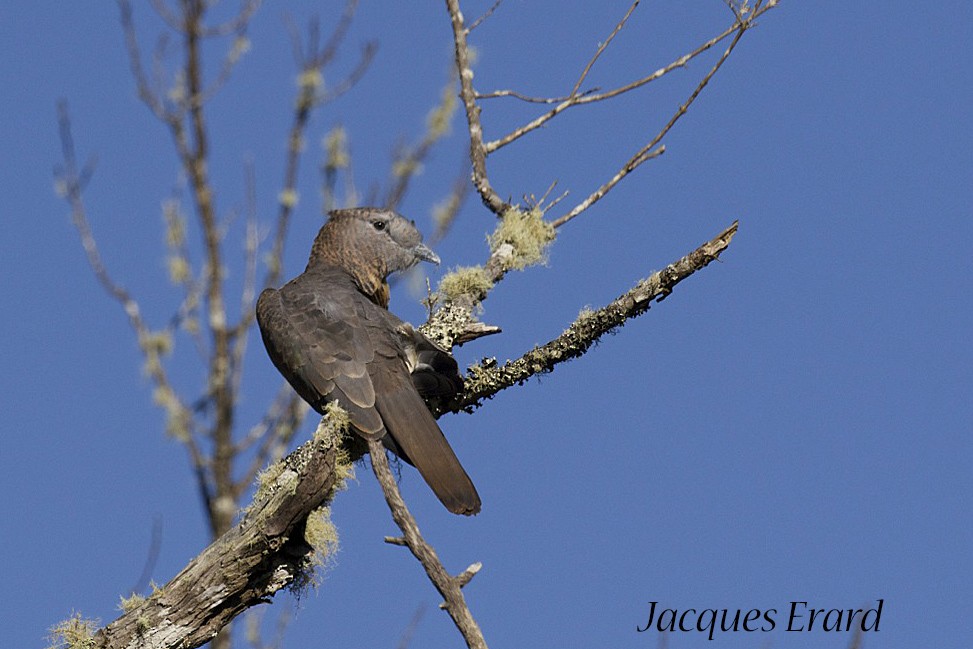Cuckoo-roller - ML204510331