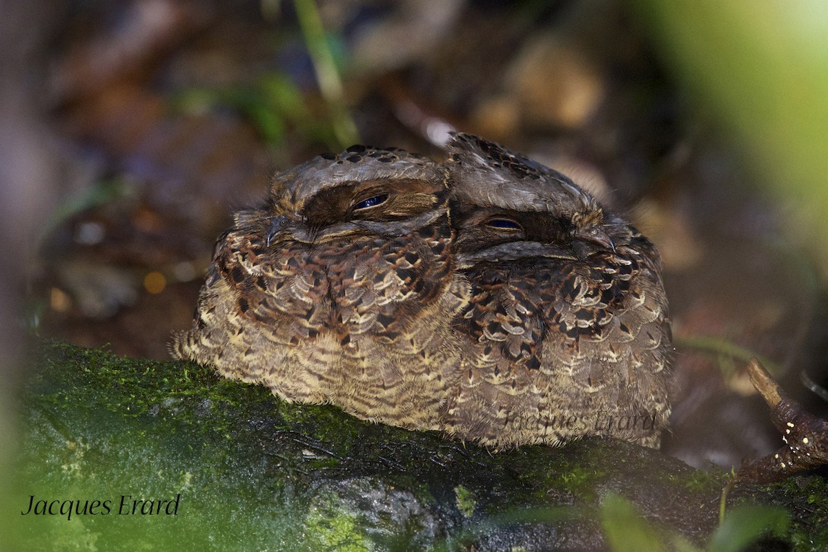 Collared Nightjar - Jacques Erard