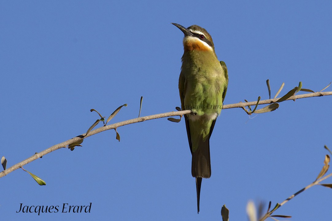 Olive Bee-eater - ML204510451