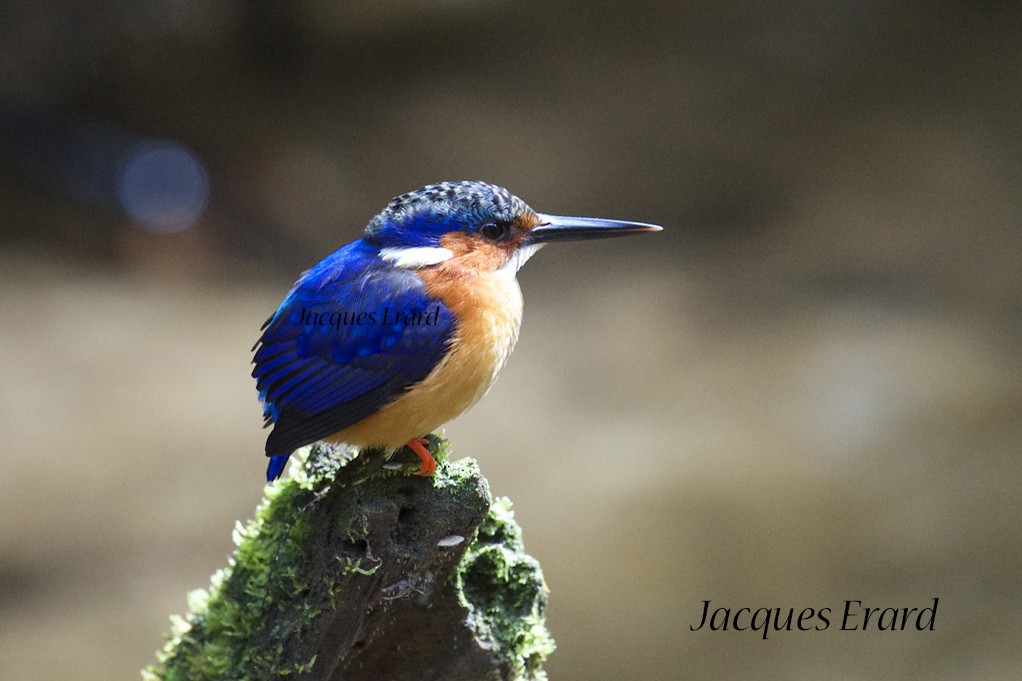 Malagasy Kingfisher - Jacques Erard