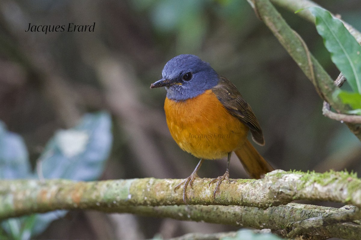 Amber Mountain Rock-Thrush - ML204510551