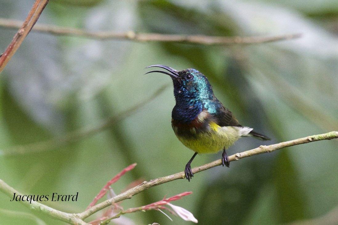 Souimanga Sunbird (Yellow-bellied) - Jacques Erard