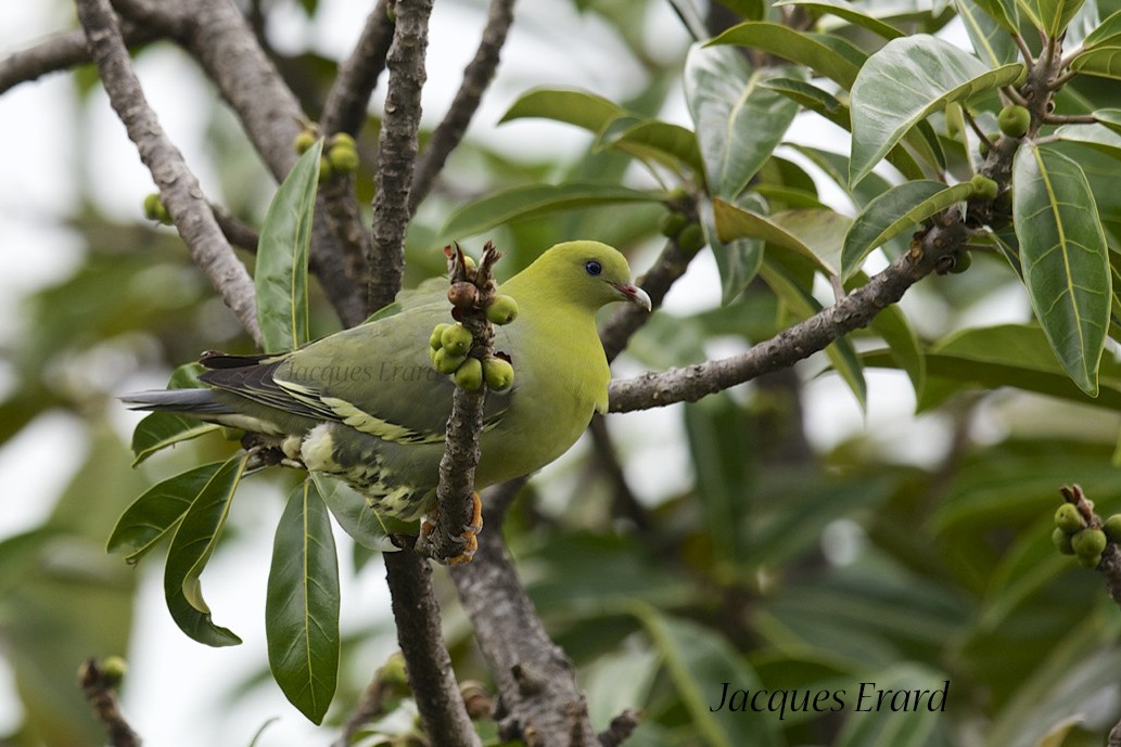 Madagascar Green-Pigeon - ML204510611