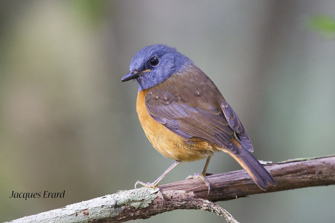 Amber Mountain Rock-Thrush - ML204510721