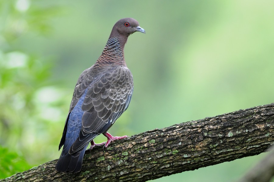 Picazuro Pigeon - ML204510771