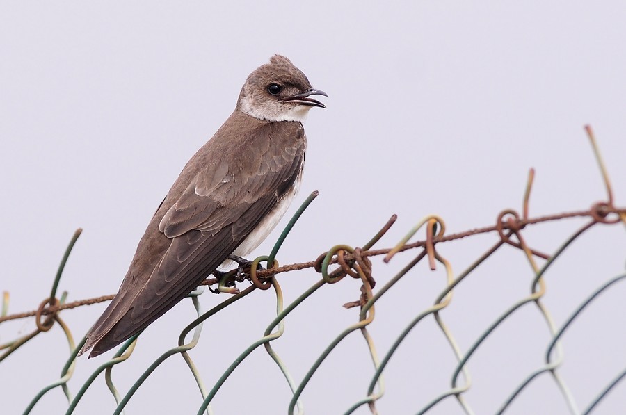 Brown-chested Martin (fusca) - ML204510781