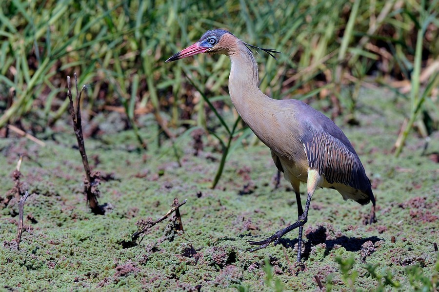 volavka hvízdavá - ML204510801