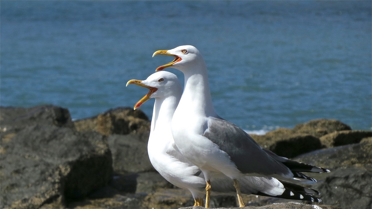 Gaviota Patiamarilla - ML204511151